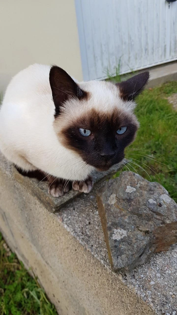 Figaro un Siamois Thaï