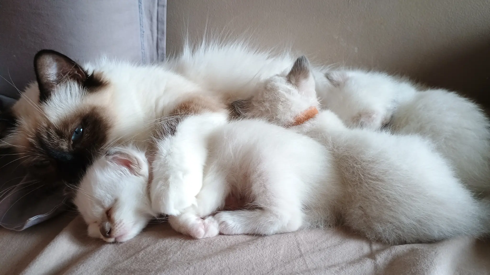 Maman Tesla et ses Bébés