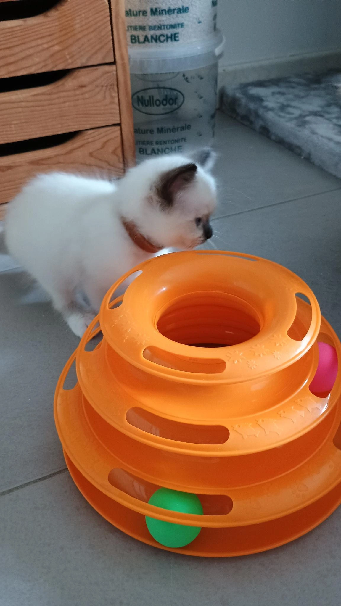 Jeu pour chatons