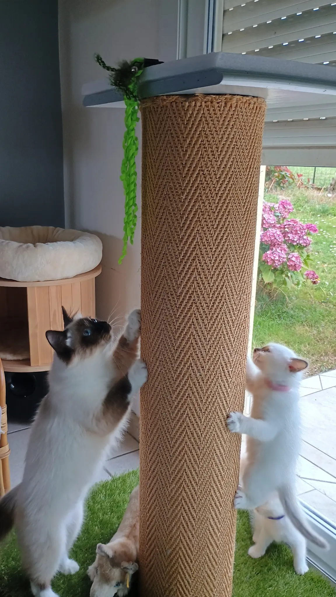 Griffoirs à chats maison
