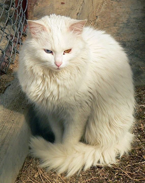 chat de race Angora-turc