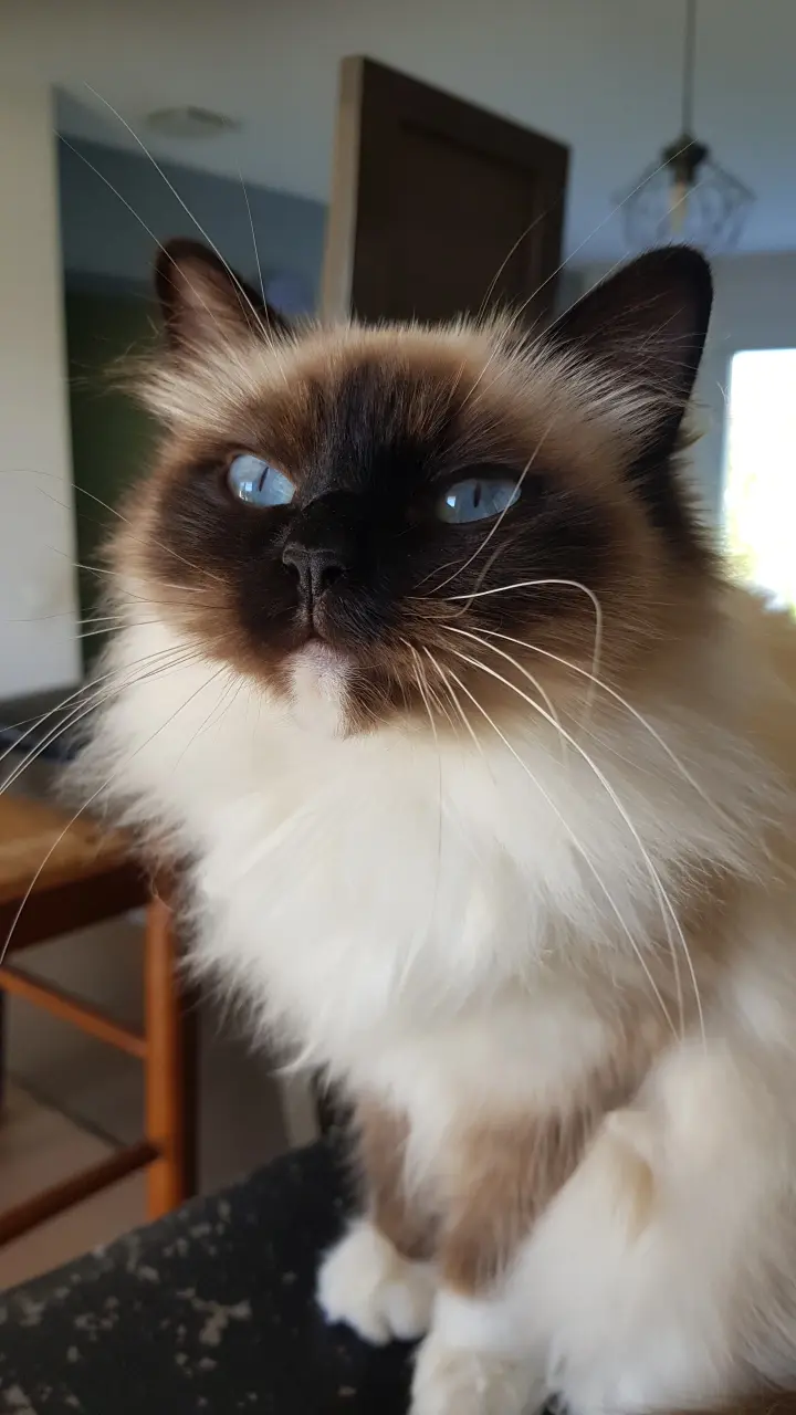 tesla qui fait la belle