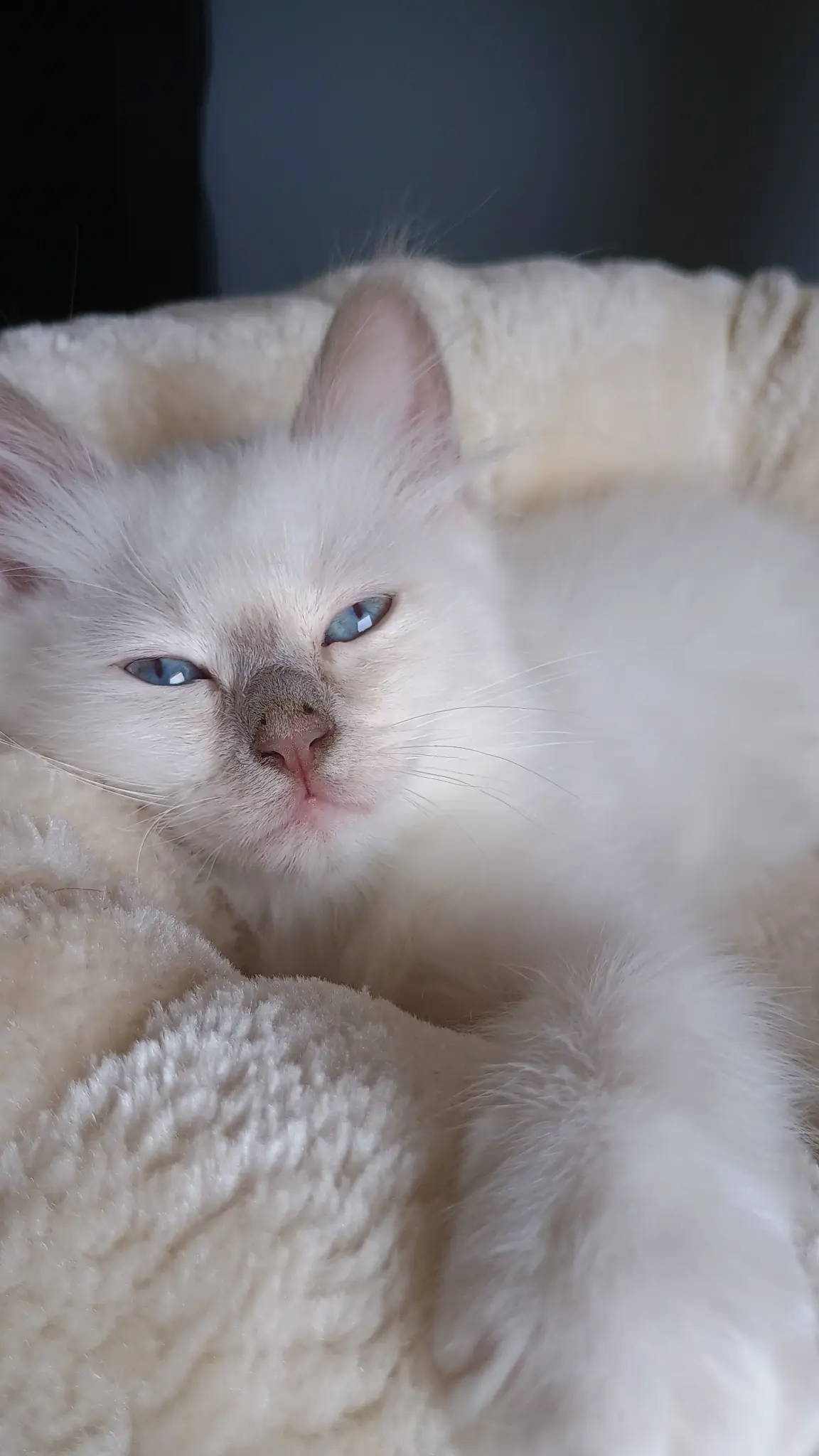 Sacré de birmanie au regard bleu profond
