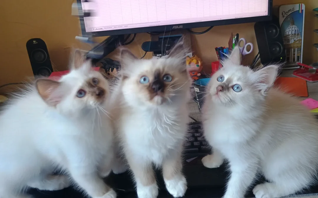 3 chatons Birmans