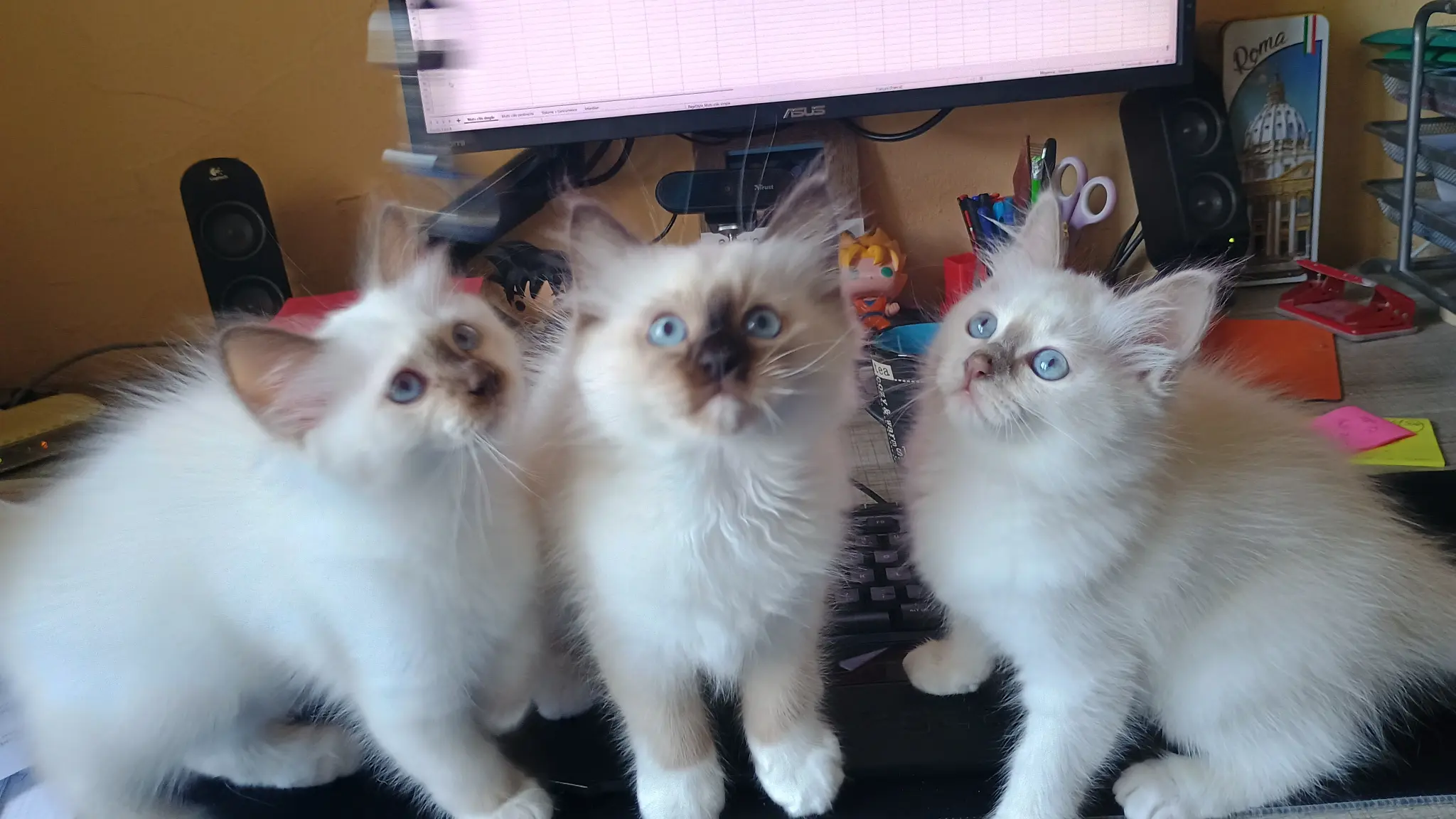 3 chatons Birmans