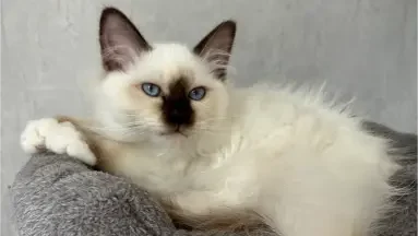 Sacré de Birmanie adulte ,aux yeux bleus, de couleur chocolat point, dans son environnement familial en Vendée