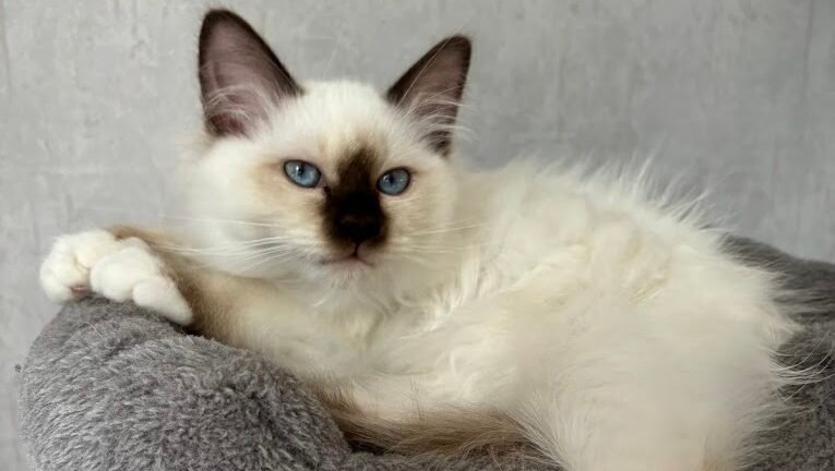 Chocolat point Vanille