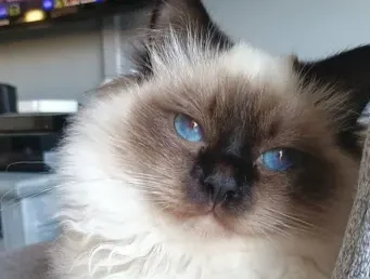 Sacré de Birmanie Seal point