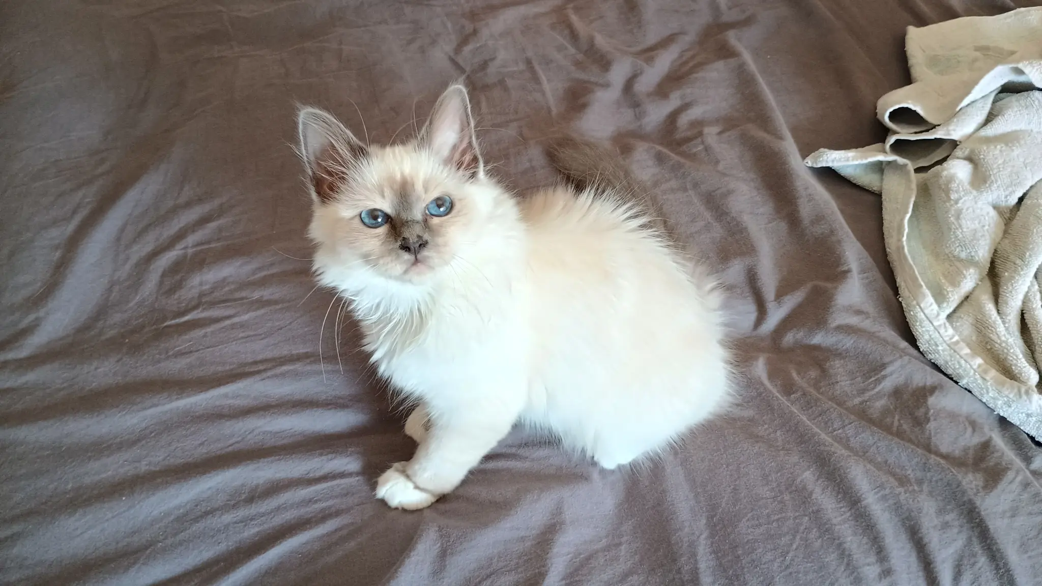 Vanille Chocolat point Vanille