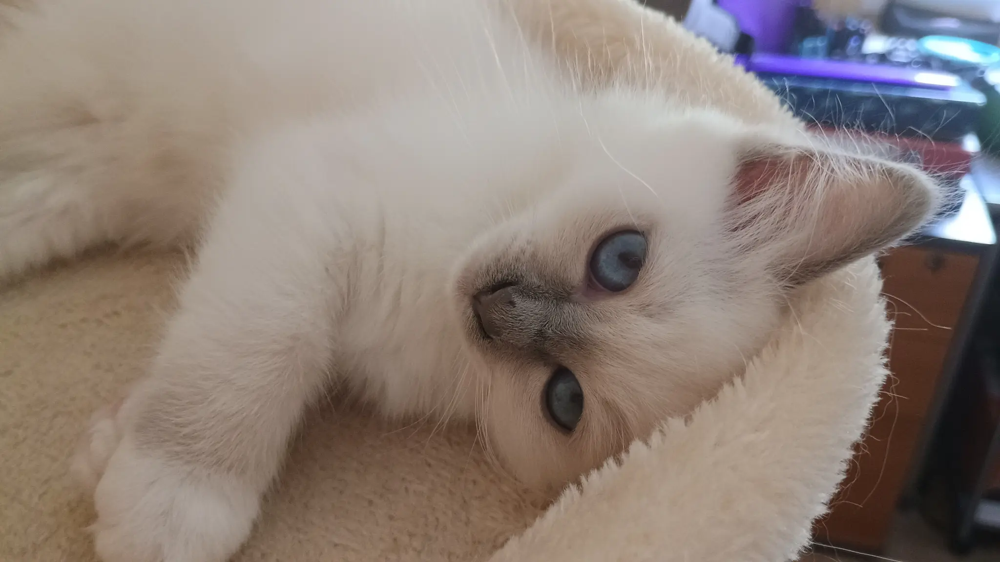 Lilac point Chaton Lilac point
