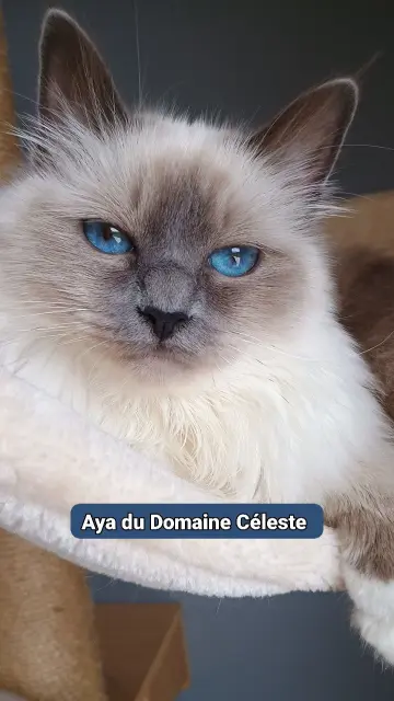 aya du domaine celeste