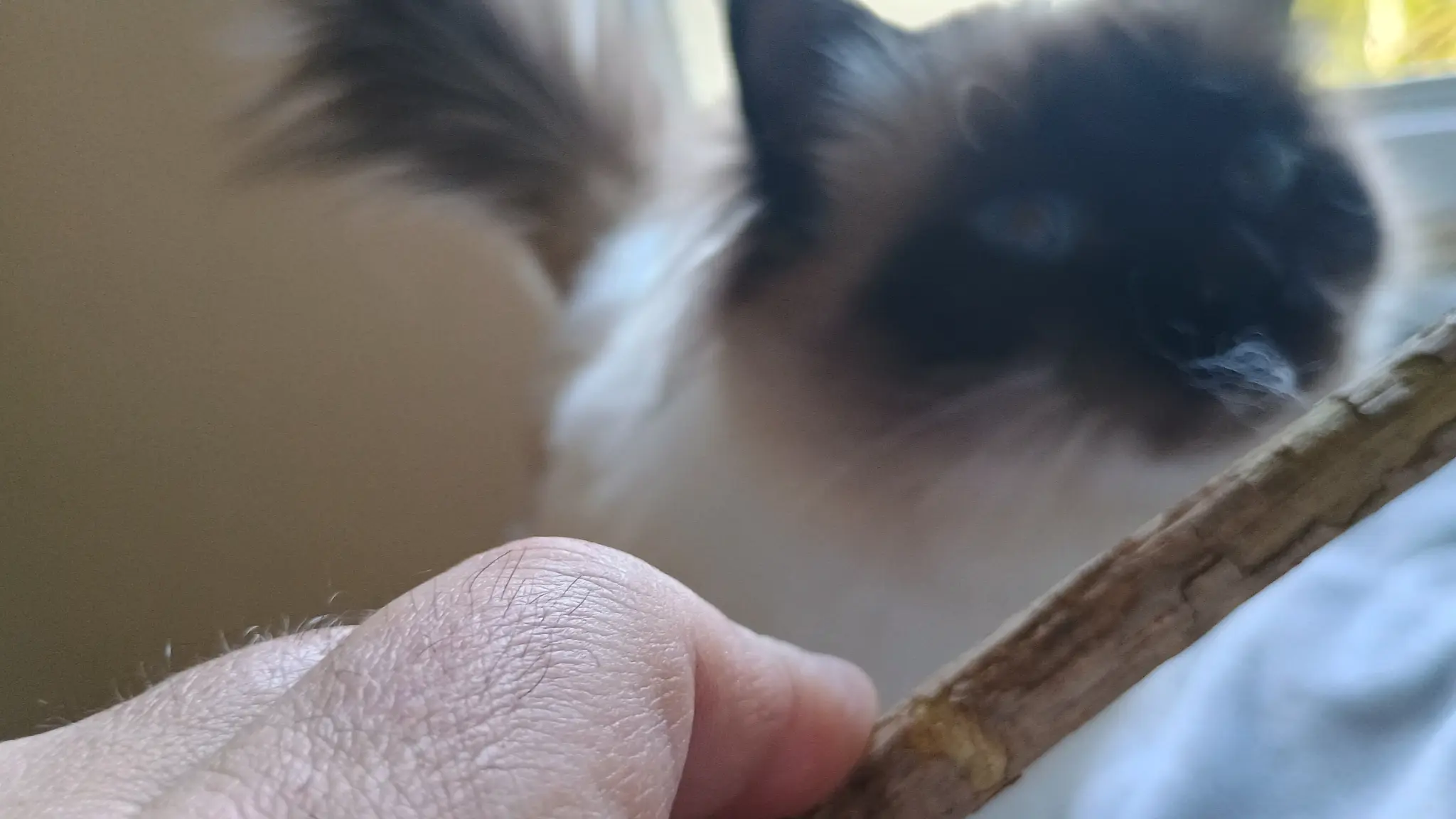 Sacré de birmanie mâle qui mache une branche de bois de matatabi