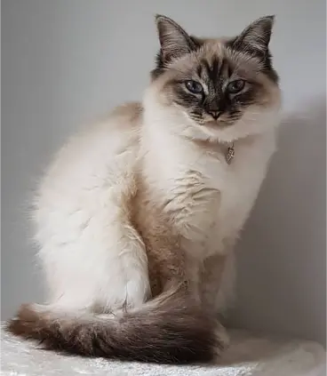 sacre de birmanie seal tabby