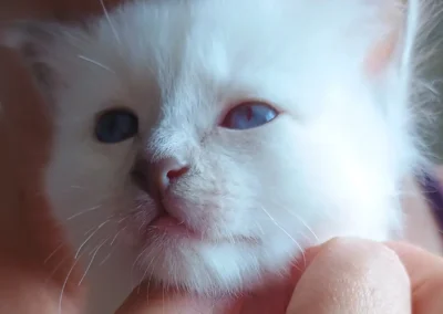 Chaton Sacré de Birmanie lilac point Basile, disponible à l'adoption, élevage Le Domaine Céleste en Vendée