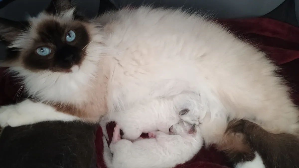 Chatte Sacré de Birmanie allaitant ses chatons nouveau-nés